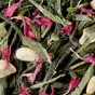 the-vert-miss-dammann.webp